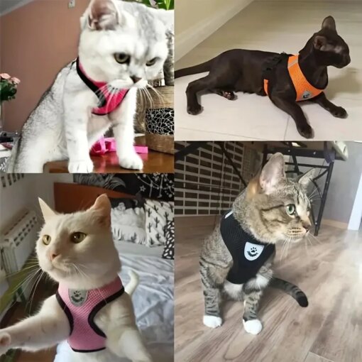 Pettorina e guinzaglio per cani - immagine 2