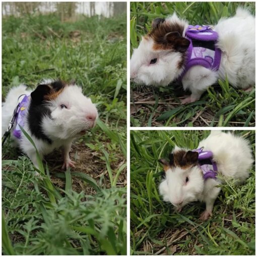Pettorina con Guinzaglio e Fiocco Regolabile per Criceti, Conigli, Cavie e Piccoli Animali - immagine 5