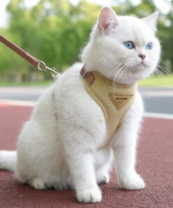 Pettorina e Guinzaglio Eleganti per Gatti e Cani di Piccola Taglia - Traspirante e Resistente